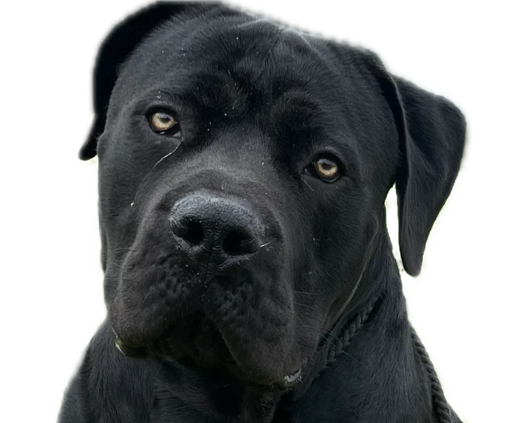 Norman the Boerboel